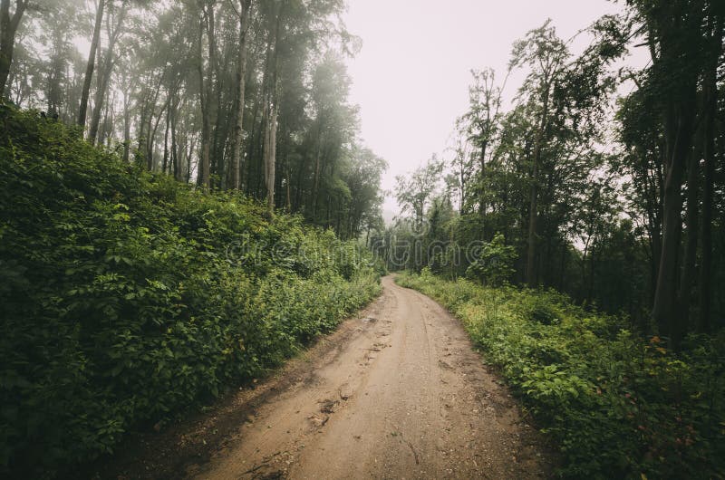 Road through the woods in summer. Country road through green forest in summer. Green vegetation in the forest. Road through the woods in summer. Country road through green forest in summer. Green vegetation in the forest